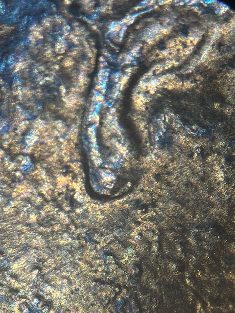 Lincoln-Memorial-Cent-1988-D--Normal-Ear-?-Or-?